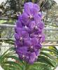 Vanda Viboon x Gordon Dillion